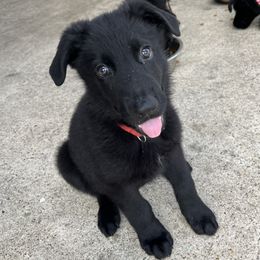 Boy 4 - Black male German Shepherd puppy in Lake Charlse, Louisiana from Dettaalpha Kennels