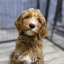Goldendoodle Puppies from Totally Texas Doodles