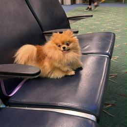 Peaches - Orange female Pomeranian puppy in Visalia, California from Exotic_fresita_poms