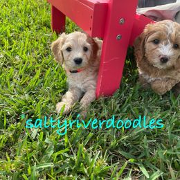 Goldendoodle Puppies from Salty River Doodles