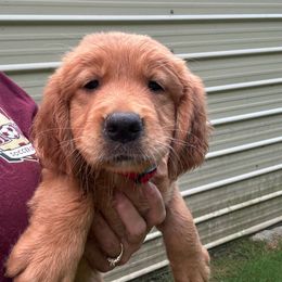 Golden Retriever Puppies from Oak Bottom Retrievers