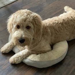Lucy - Goldendoodle