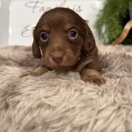Mazie - Chocolate and cream female Dachshund puppy in Stilwell, Oklahoma from B & K Dachshunds