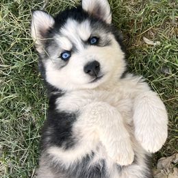 Siberian Huskies from Brandon Ducey