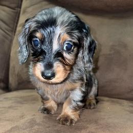 Lainey - Dapple female Dachshund puppy in Goldthwaite, Texas from Mini Mama Dachshunds