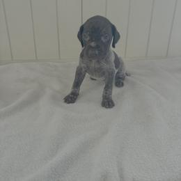 Buck - Liver roan male German Shorthaired Pointer puppy in Ohio from Eric and Michelle's GSP