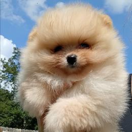 Ren - Cream female Pomeranian puppy in Pembroke, Georgia from Triple P Babies/Pampered Pom Pom babies