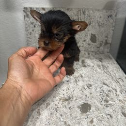 Girl 4 - Black and gold female Yorkshire Terrier puppy in Chino Hills, California from Chino Hills Yorkies