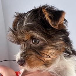 Ready to go BOY - Chocolate, tan and white male Yorkshire Terrier puppy in Dahalonega, Georgia from C. D. K