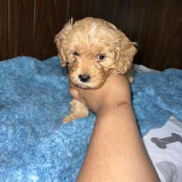 Blue - Brown male Cavapoo puppy in Chicago, Illinois from Teddy & Elly Litter