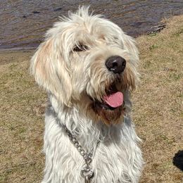 Goldendoodles and Labradoodles from Dunedoodles