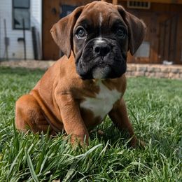 Hudson - Fawn Boxer puppy in Wellington, Ohio from Brinkhaven Boxers