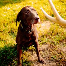 Mingo - Labrador Retriever