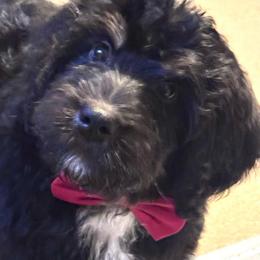 Red - Black and white female Bernedoodle puppy in Toledo, Ohio from Avery Doodle Day LLC