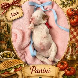 Panini - Parti male Goldendoodle puppy in Miami, Florida from Jade’s Paws & Co. Of Miami LLC