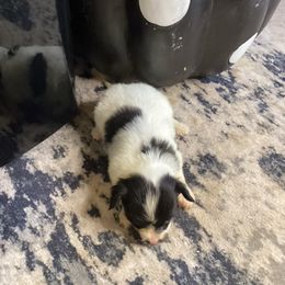 Natalie - White and black female Papillon puppy in Diana, Texas from The Barking Cow Farms