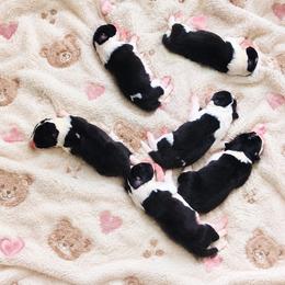 Female 1 - Black female Border Collie puppy in Shell Knob, Missouri from Stoneridge Kennel