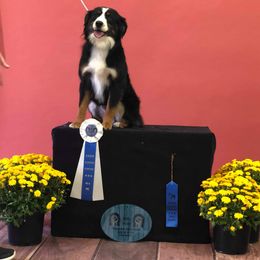 Miniature Australian Shepherd All Grown Up from J and B Mini Aussies