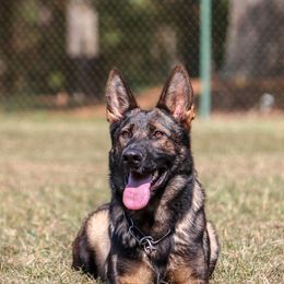 Hope - German Shepherd