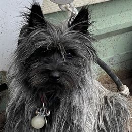 Cairn Terrier All Grown Up from Central Oregon Cairn Terriers