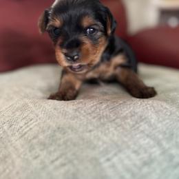 Yorkshire Terrier Puppies from CDA Heavenly Yorkies