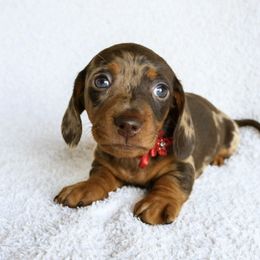 Dachshunds from Rockin Mountain Hounds