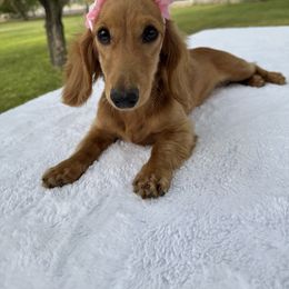 Ariel - Dachshund