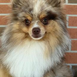 Sunny - Chocolate merle male Pomeranian puppy in Wyandotte, Michigan from FAITHOPELOVE POMS KENNELS