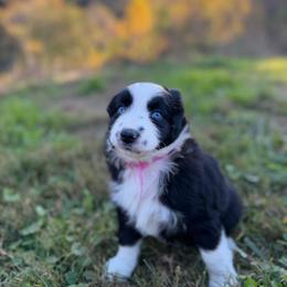 BBF - pink collar - Black & white female Miniature Australian Shepherd puppy in Stuart, Virginia from Apple Tree Mini Aussies