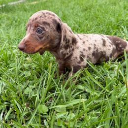 Moss - Dapple male Dachshund puppy in Pollok, Texas from Magnolia Kennels