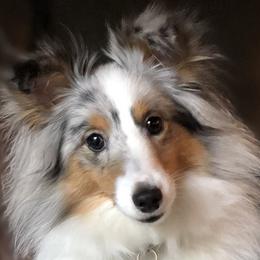 Shetland Sheepdogs from M7’s Shelties, Toonies & AussieDoodles