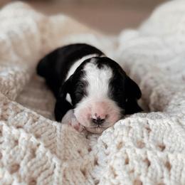 Rainier, Boy - Black and white male Bernedoodle puppy in Maricopa, Arizona from Desert Ridge Doodles