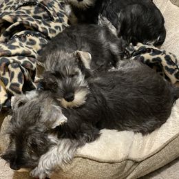 Miniature Schnauzer Puppies from ZRULES