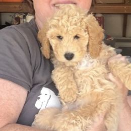 Poodles from Canterbury Standard Tails