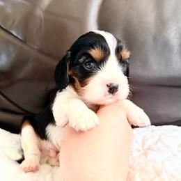 Pupperoni - Tri-color male Cavalier King Charles Spaniel puppy in De Soto, Missouri from Blooming Cavaliers