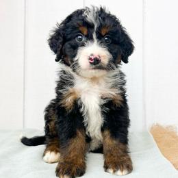 Boy 2 - Black tri-color male Aussiedoodle puppy in Omro, Wisconsin from Crystal Ridge Doodles