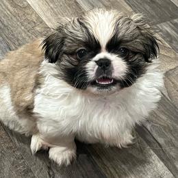 Full AKC - Cuddles - White male Pekingese puppy in Hustontown, Pennsylvania from Triple I Pekes