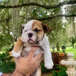 Bulldog Puppies from Heavensent Bulldogs