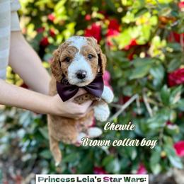 Chewie - Red  male Goldendoodle puppy in Orangevale, California from Ugly Dad Doodles