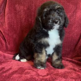 Bernedoodle Puppies from High Peaks Bernedoodles