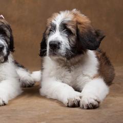 Saint Berdoodle Puppies from My-T Saint Berdoodles