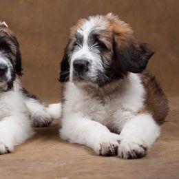 Saint Berdoodle Puppies from My-T Saint Berdoodles
