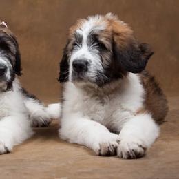 Saint Berdoodle Puppies from My-T Saint Berdoodles