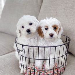 Girl 2 - Goldendoodle puppy in Salem, Utah from Pond Town Pups