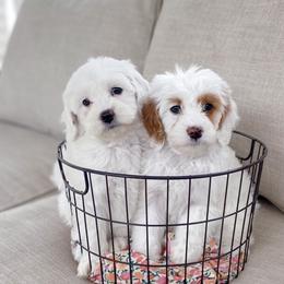 Girl 2 - Goldendoodle puppy in Salem, Utah from Pond Town Pups
