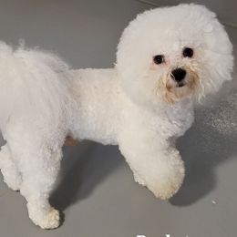 Rocketman - Bichon Frise