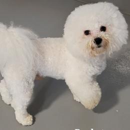 Rocketman - Bichon Frise