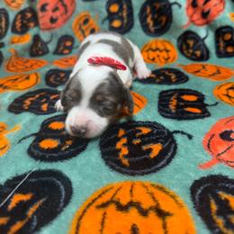 Ember - Dapple female Dachshund puppy in Mansfield, Missouri from Owens Farm