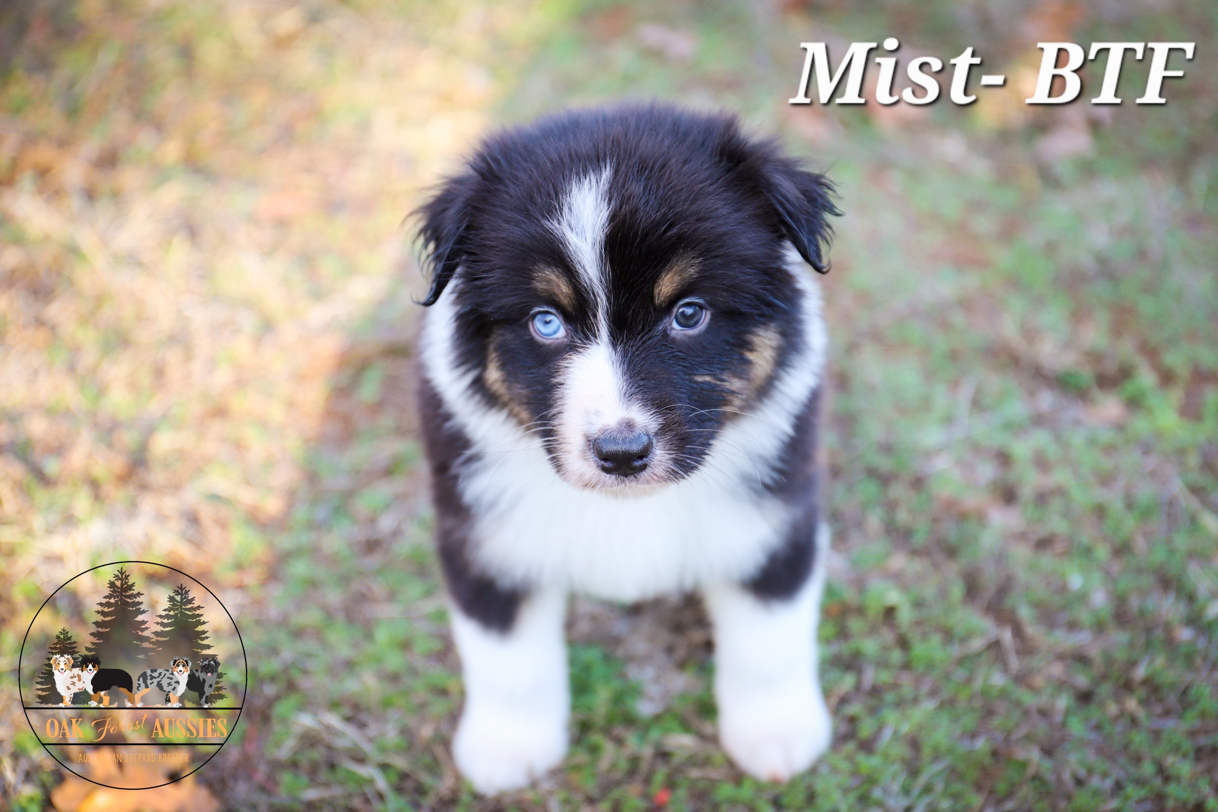 Mist - Black Australian Shepherd puppy in Stillwater, Oklahoma from Oak Forest Aussies