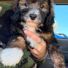 Moose - Parti male Poodle puppy in Saint Cloud, Florida from Rising Star Kennels